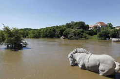 Pferd beim Hochwasser 2013