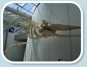 im Ozeaneum Stralsund