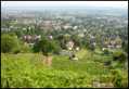 Blick ber die Weinberge auf Radebeul